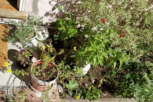 Цілющі властивості кімнатних рослин
