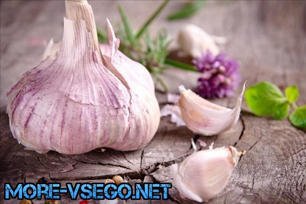 Часник користь і шкода для здоров’я людини