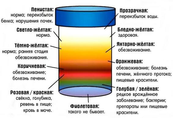 Часте сечовипускання безболісне у чоловіків. Часте сечовипускання безболісне у чоловіка – потрібно переживати