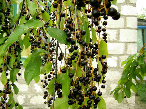 Черемха для обличчя