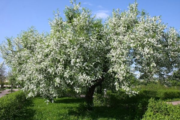 Черемха корисні властивості і протипоказання у лікуванні Відео