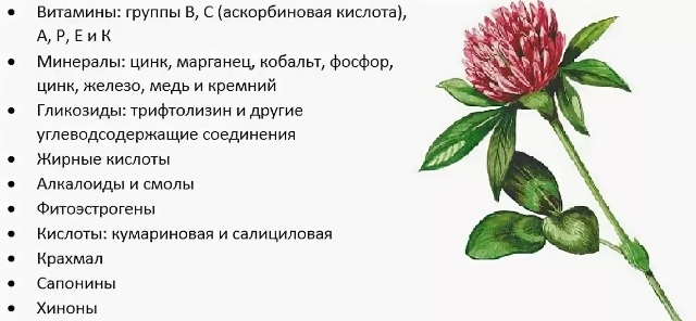 Червона конюшина лікувальні властивості і протипоказання луговий застосування