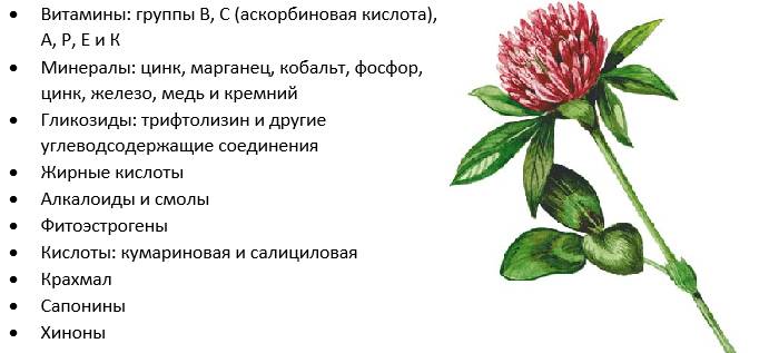 Червона конюшина лікувальні властивості і протипоказання при клімаксі
