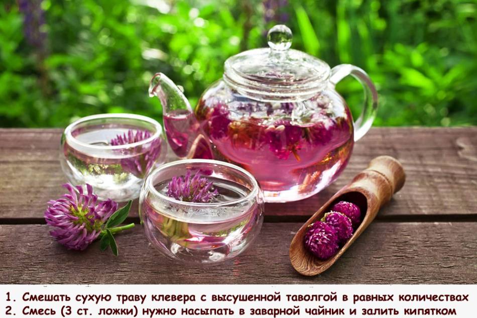 Червона конюшина лікувальні властивості і протипоказання при клімаксі