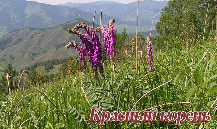 Червоний корінь лікувальні властивості і протипоказання червоний корінь настоянка