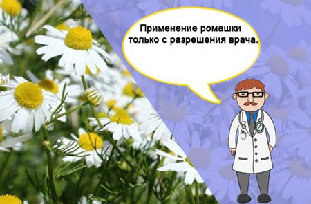 Чи можна при вагітності пити ромашку?