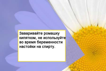 Чи можна при вагітності пити ромашку?