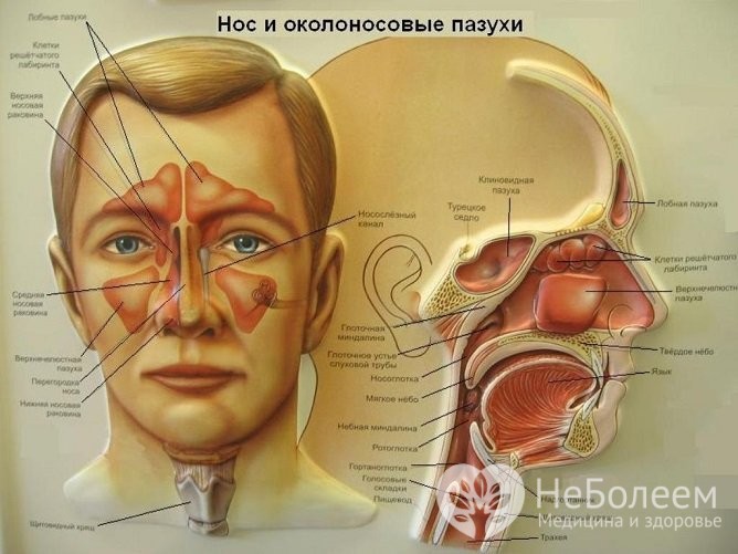 Чим небезпечний гайморит в запущеній формі: симптоми і як лікувати