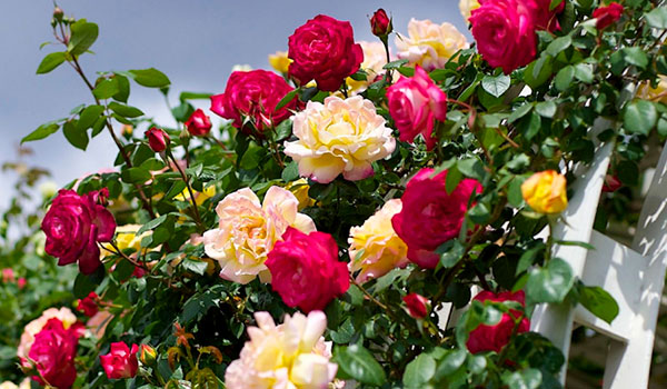 Чим обробити і обприскати троянди від попелиці: хімія або народні засоби