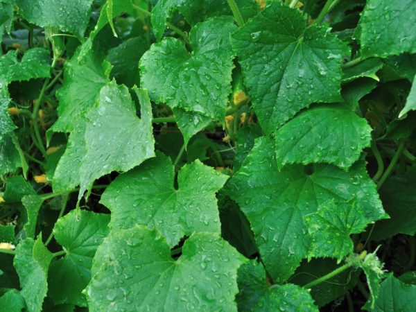 Чим обробити огірки від хвороб і шкідників народними засобами