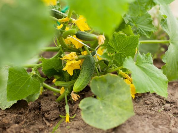 Чим обробити огірки від хвороб і шкідників народними засобами