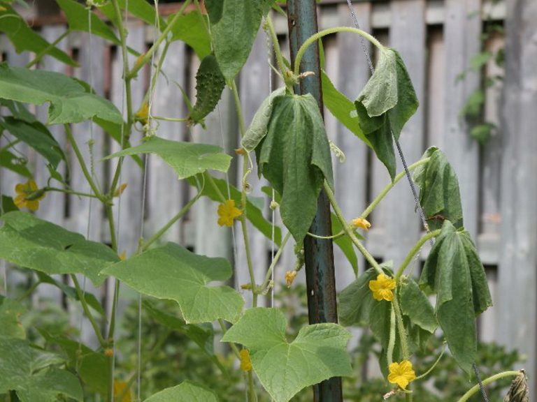 Чим обробити огірки від хвороб і шкідників народними засобами