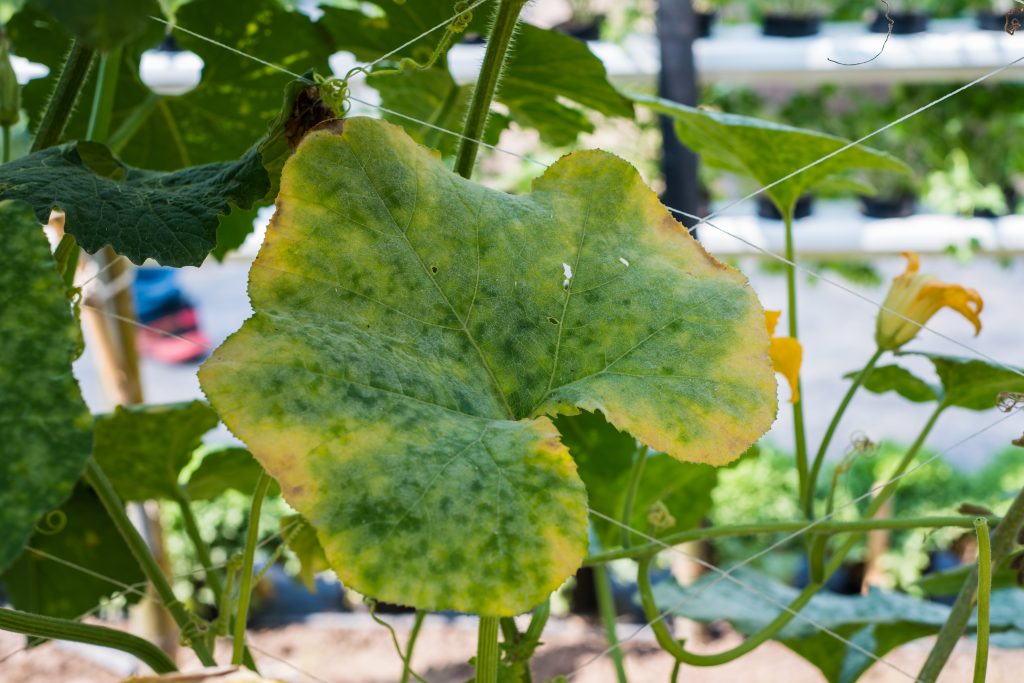 Чим обробити огірки від хвороб і шкідників народними засобами