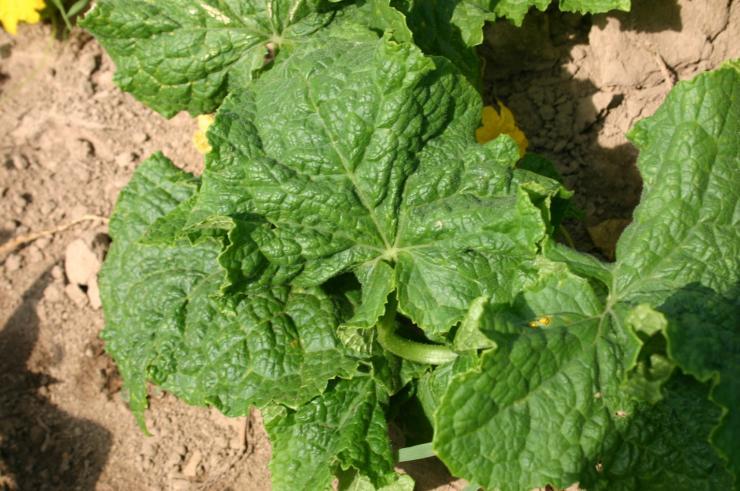 Чим обробити огірки від хвороб і шкідників народними засобами