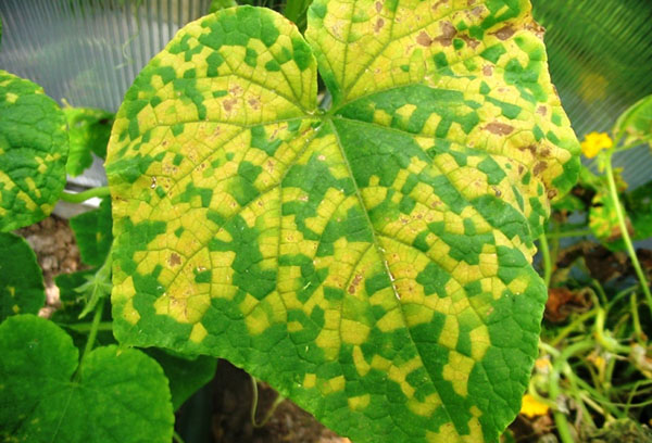 Чим обробити огірки від хвороб і шкідників народними засобами