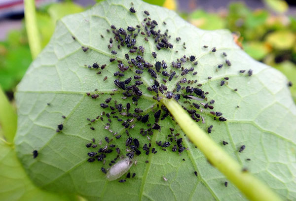 Чим обробити огірки від хвороб і шкідників народними засобами