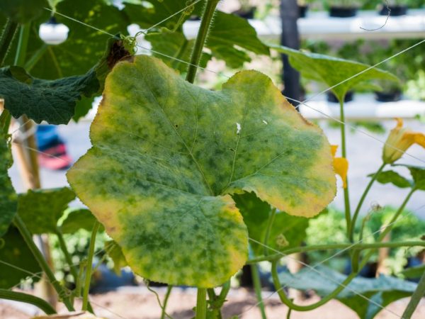 Чим обробити огірки від хвороб і шкідників народними засобами