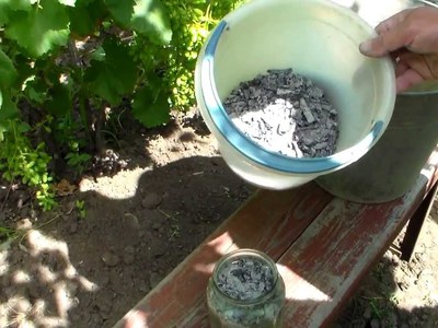 Чим підгодовувати огірки народними засобами