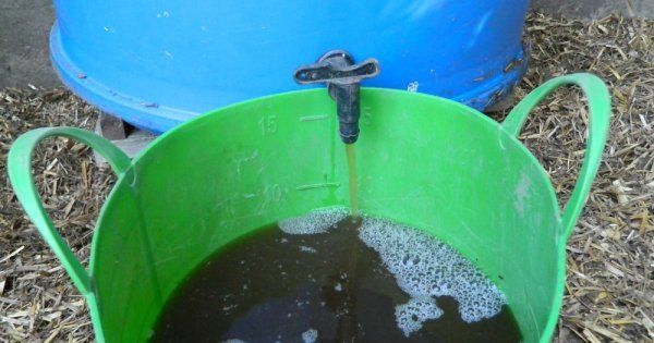 Чим підгодовувати огірки народними засобами