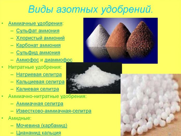Чим підживити перець для зростання