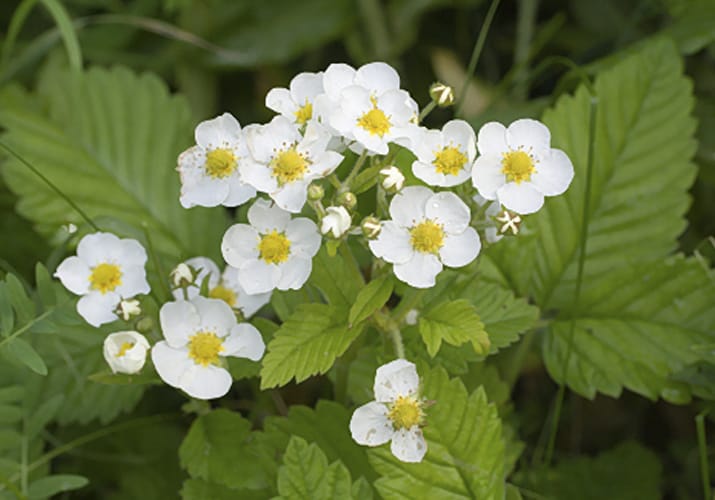 Чим підживити полуницю під час цвітіння • удобрюємо полуницю влітку