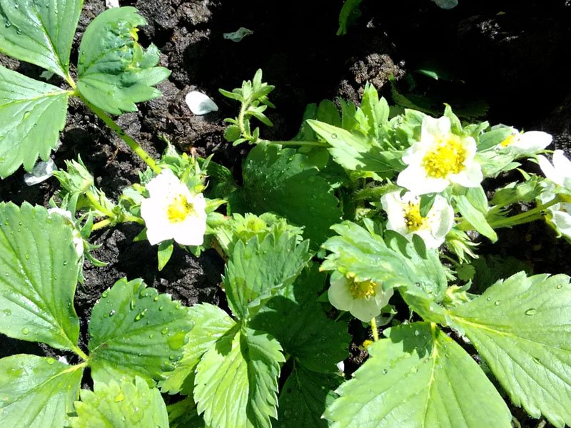 Чим підживити полуницю під час цвітіння • удобрюємо полуницю влітку