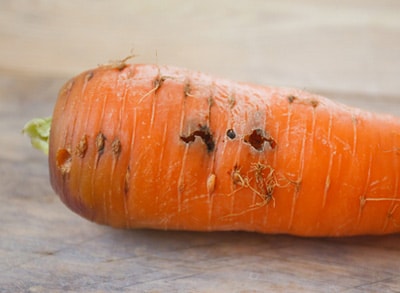 Чим полити моркву від морквяної мухи, Чим бризкати
