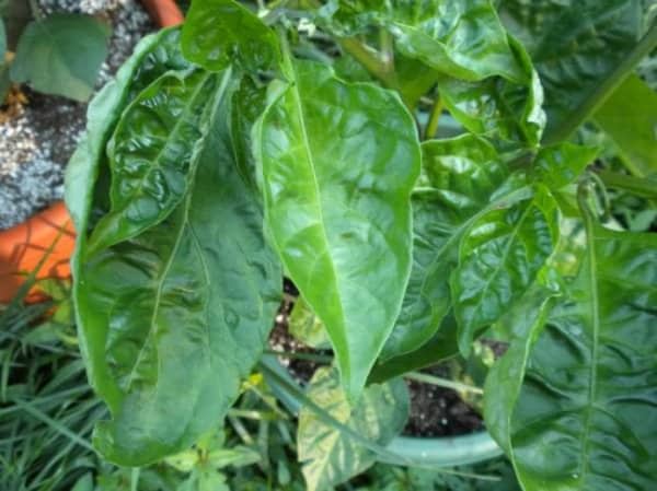 Чим полити перці для зростання народними засобами