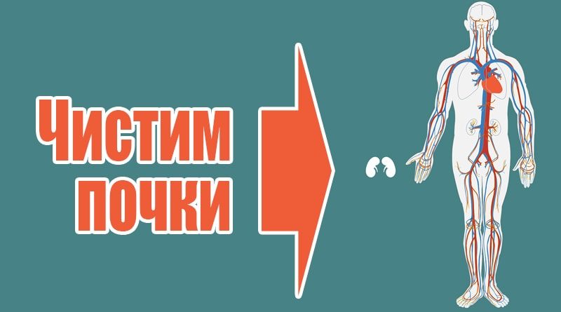 Чистка нирок народними засобами в домашніх умовах як їх почистити
