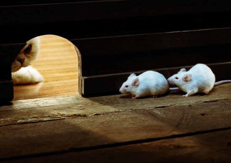 Чого бояться миші в будинку: яких запахів і рослин