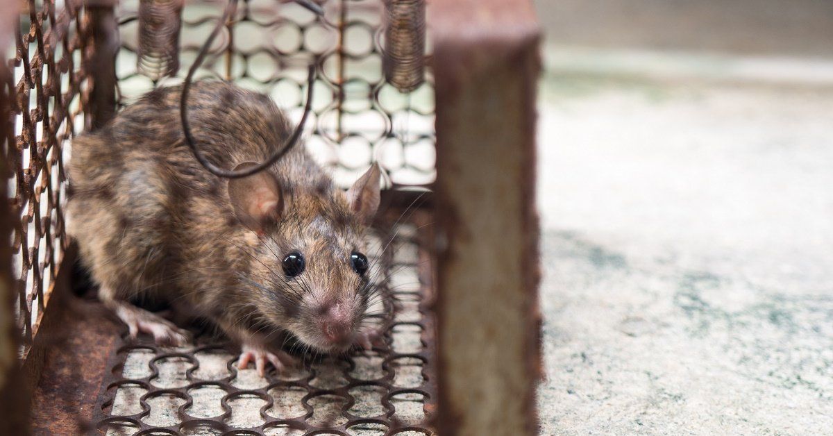 Чого бояться миші в будинку: яких запахів і рослин