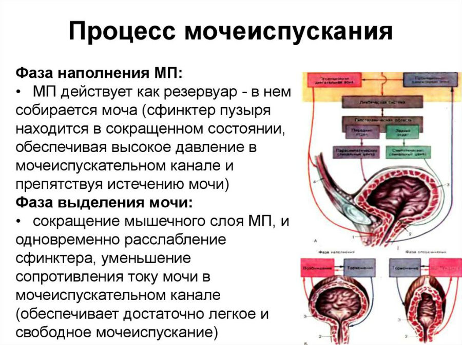 Чому виникає часте сечовипускання у чоловіків вночі