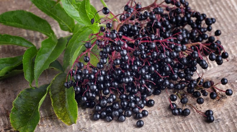 Чорна бузина корисні властивості і протипоказання — Корисні властивості