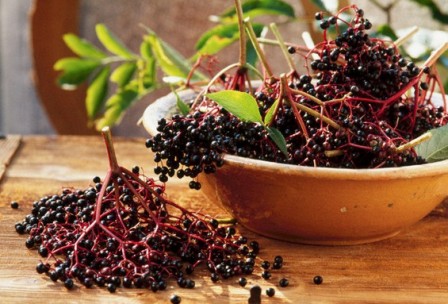 Чорна бузина корисні властивості і протипоказання — Корисні властивості Чорна бузина корисні властивості і протипоказання — Корисні властивості