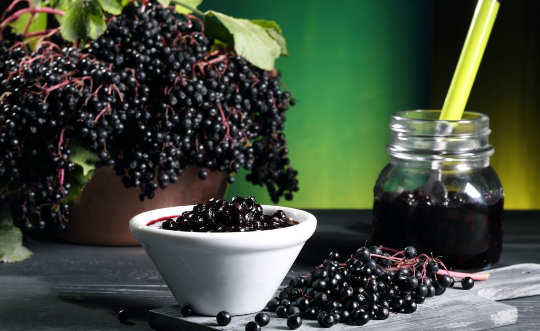 Чорна бузина корисні властивості і протипоказання — Корисні властивості Чорна бузина корисні властивості і протипоказання — Корисні властивості