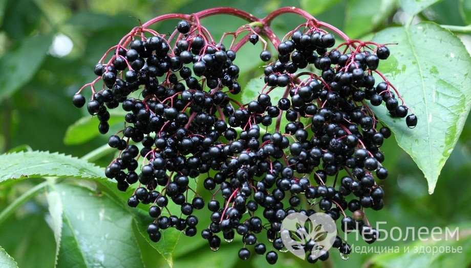 Чорна бузина корисні властивості і протипоказання — Корисні властивості Чорна бузина корисні властивості і протипоказання — Корисні властивості