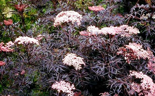 Чорна бузина корисні властивості і протипоказання — Корисні властивості Чорна бузина корисні властивості і протипоказання — Корисні властивості