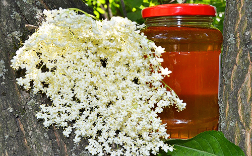 Чорна бузина корисні властивості і протипоказання — Корисні властивості Чорна бузина корисні властивості і протипоказання — Корисні властивості