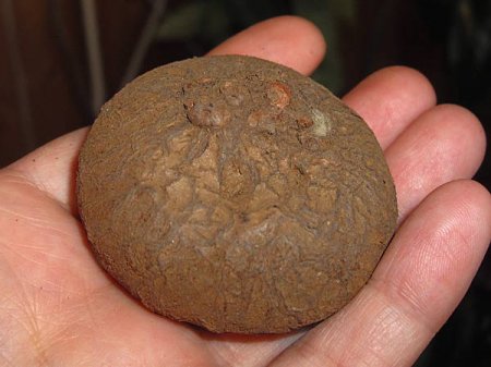 Чорна редька лікування гаймориту – Хвороби носа