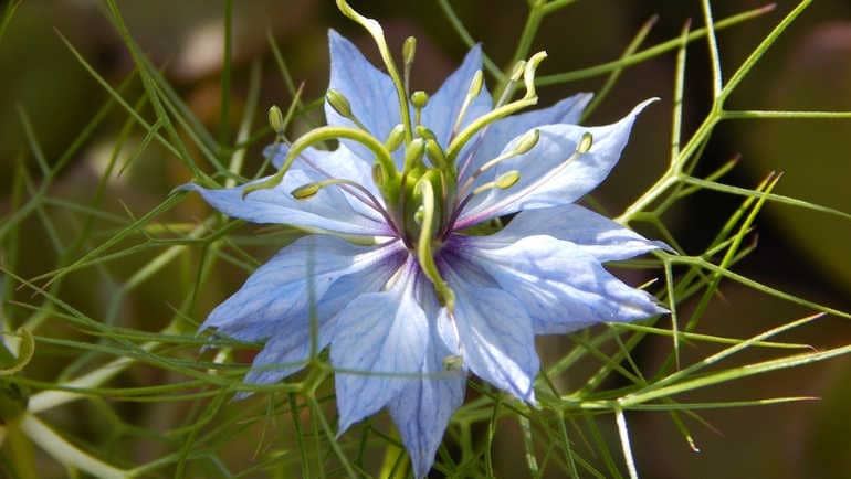 Чорний кмин корисні властивості та протипоказання застосування насіння і олії Чорний кмин корисні властивості та протипоказання застосування насіння і олії