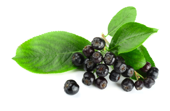 Чорноплідна горобина застосування корисні властивості, протипоказання,користь і шкода для здоров’я людини,сік