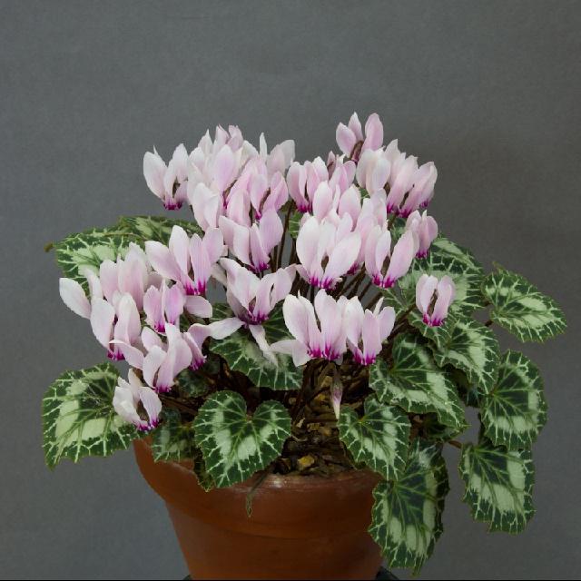 Цикламен краплі в ніс: лікування гаймориту краплями і таблетками на основі соку кореня Цикламен краплі в ніс: лікування гаймориту краплями і таблетками на основі соку кореня