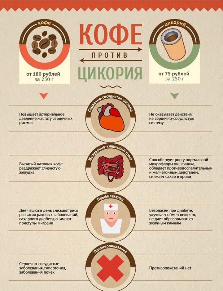 Цикорій розчинний корисні властивості і протипоказання