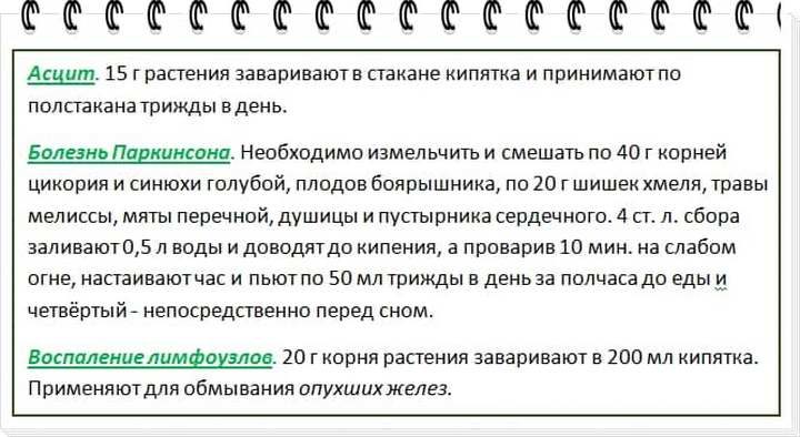 Цикорій розчинний корисні властивості і протипоказання