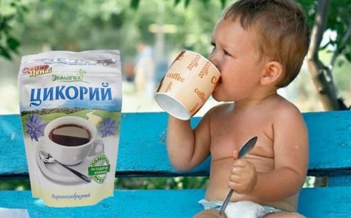 Цикорій розчинний корисні властивості і протипоказання