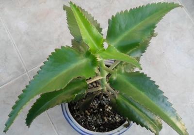 Домашні рослини зроблять вашу шкіру здоровішими – 3 головних