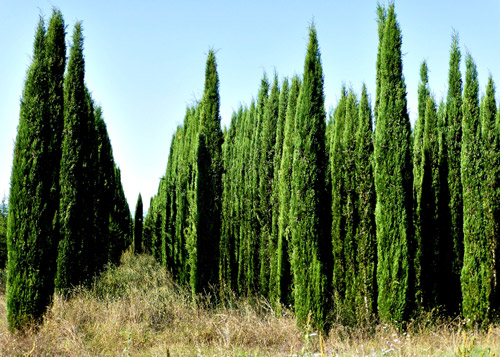 Ефірне масло кипариса для обличчя