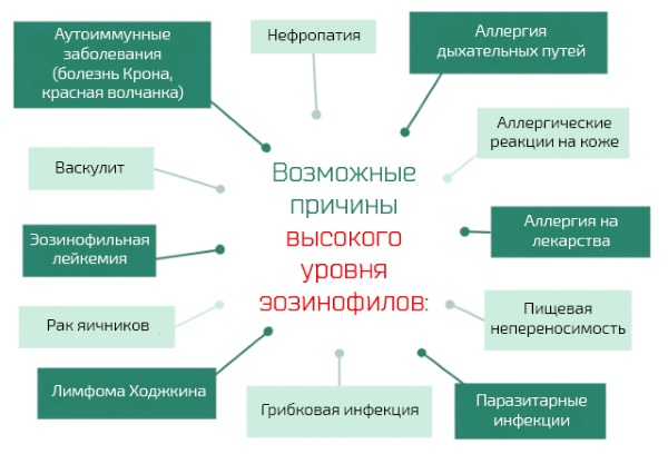 Еозинофіли підвищені відносно норми: причини патології, як знизити