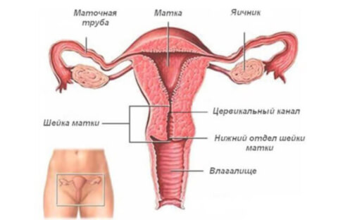 Ерозія та ектропіон шийки матки: що це таке, симптоми і наслідки, методи лікування Ерозія та ектропіон шийки матки: що це таке, симптоми і наслідки, методи лікування