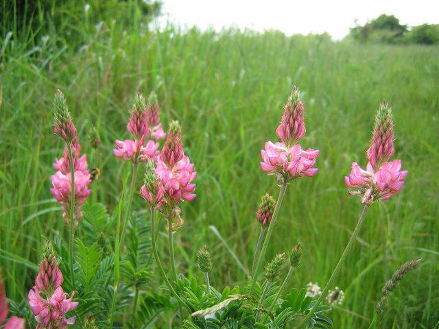Еспарцетовий мед його властивості і застосування Еспарцетовий мед його властивості і застосування